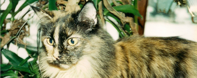 Moxiecat Cattery Home